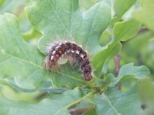 Masowy pojaw kuprówki rudnicy!