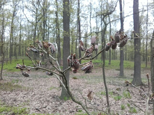 Wiosenne prognozowanie